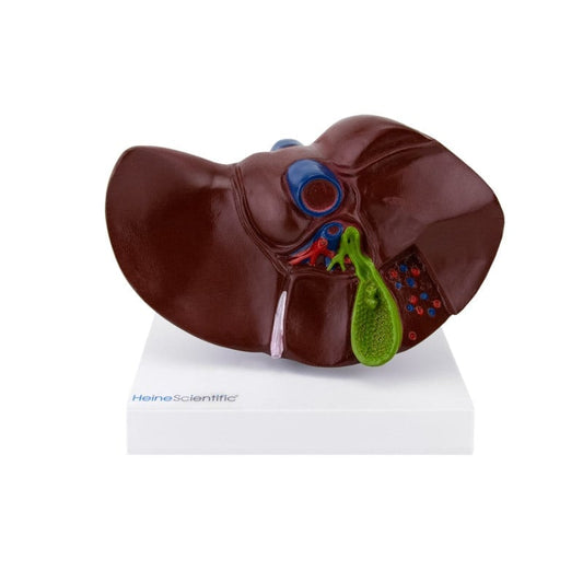 Model of Liver and Gall Bladder Medvana UK