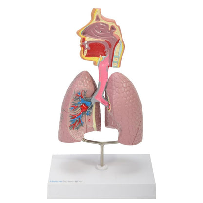 Model of the Human Respiratory System Medvana UK