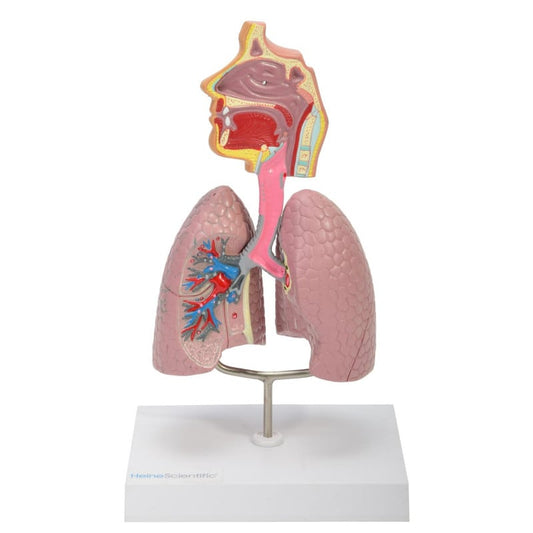 Model of the Human Respiratory System Medvana UK
