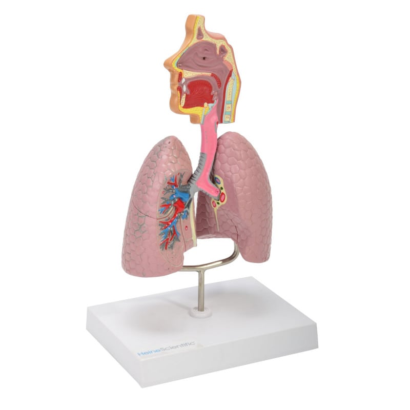 Model of the Human Respiratory System Medvana UK