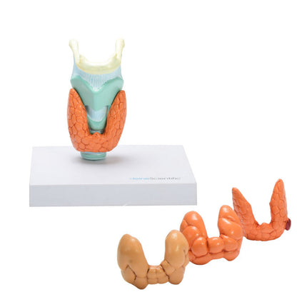 Thyroid Diseases Model Medvana UK