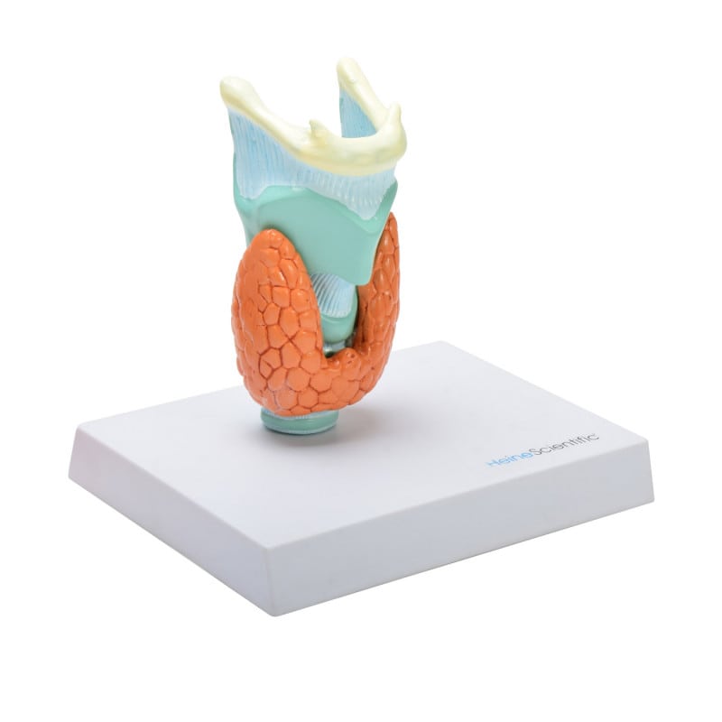 Thyroid Diseases Model Medvana UK