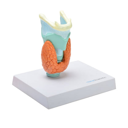 Thyroid Diseases Model Medvana UK