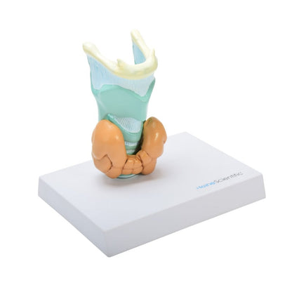 Thyroid Diseases Model Medvana UK