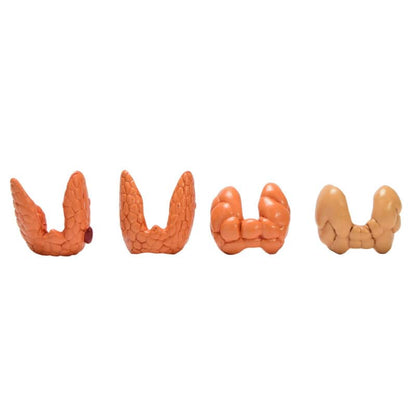 Thyroid Diseases Model Medvana UK