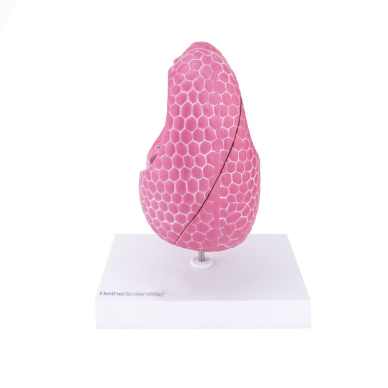 Lung Model with Diseases Medvana UK