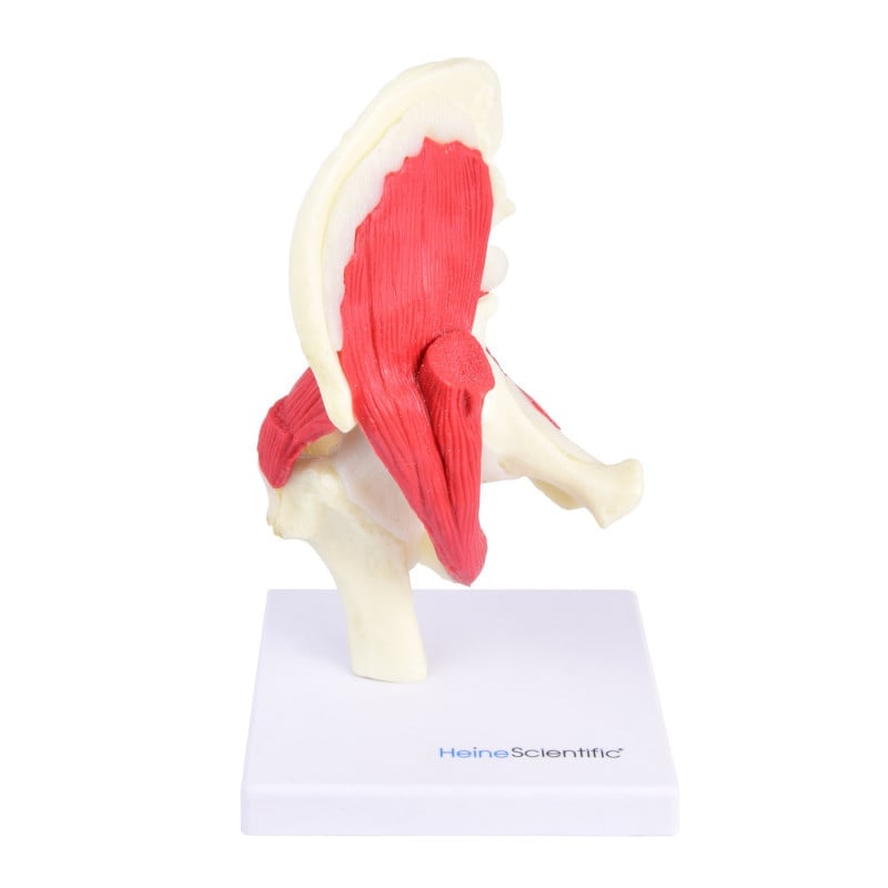 Hip Joint Model Medvana UK