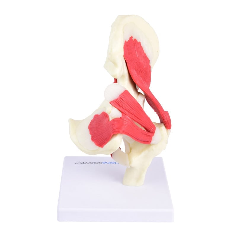 Hip Joint Model Medvana UK