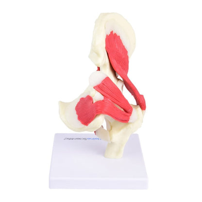 Hip Joint Model Medvana UK