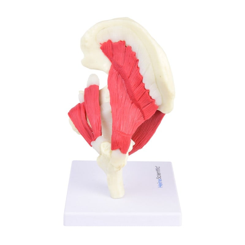 Hip Joint Model Medvana UK