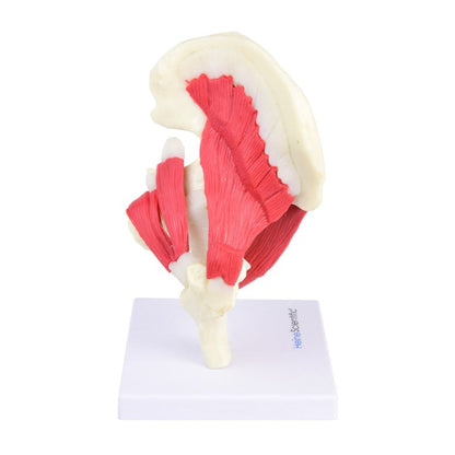 Hip Joint Model Medvana UK