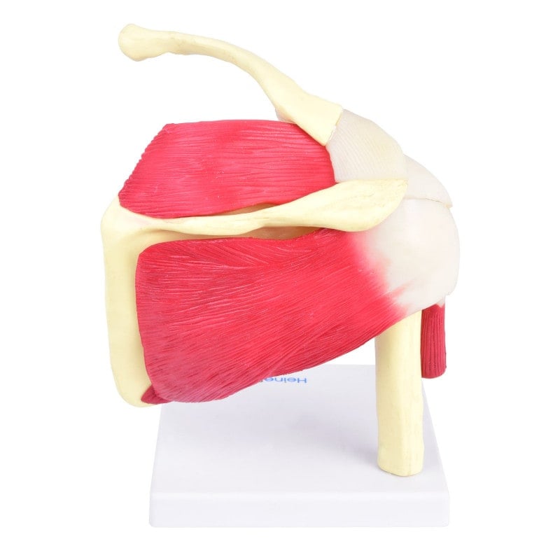 Shoulder Model Medvana UK