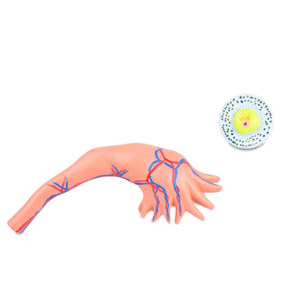 Ovary Model with Follicles Medvana UK