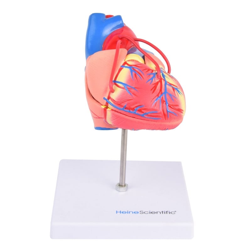 Heart Model with Bypass Medvana UK