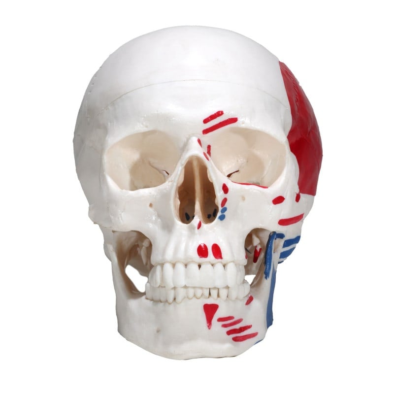 Skull Model with Painted Muscles Medvana UK
