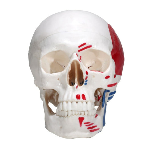 Skull Model with Painted Muscles Medvana UK