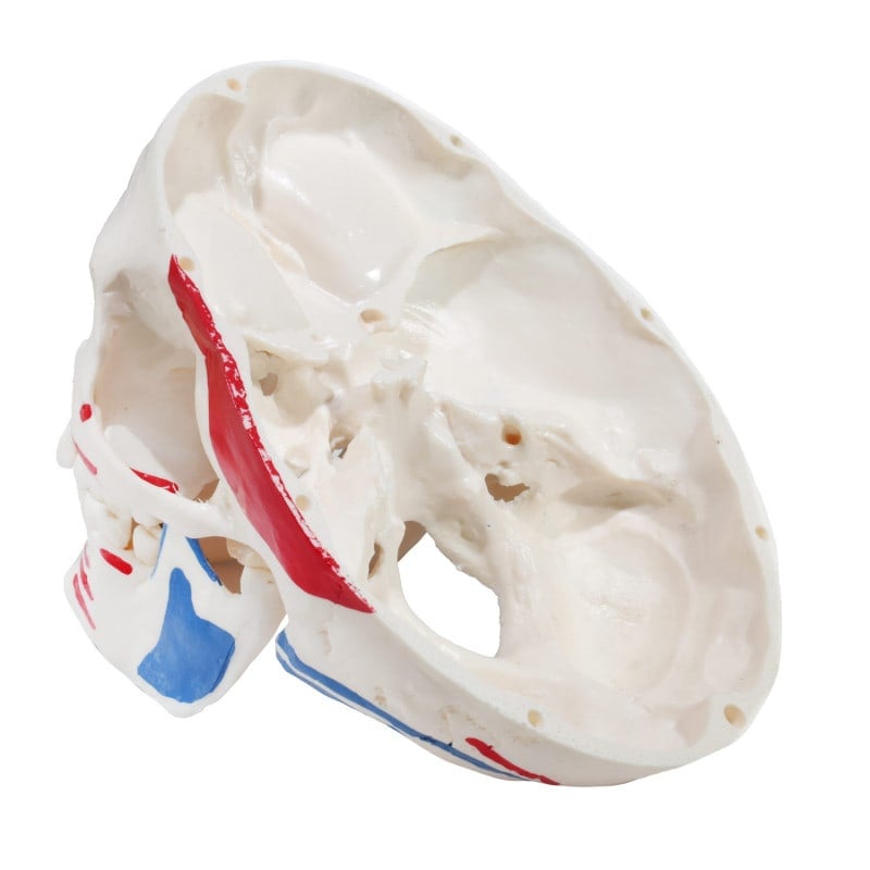 Skull Model with Painted Muscles Medvana UK