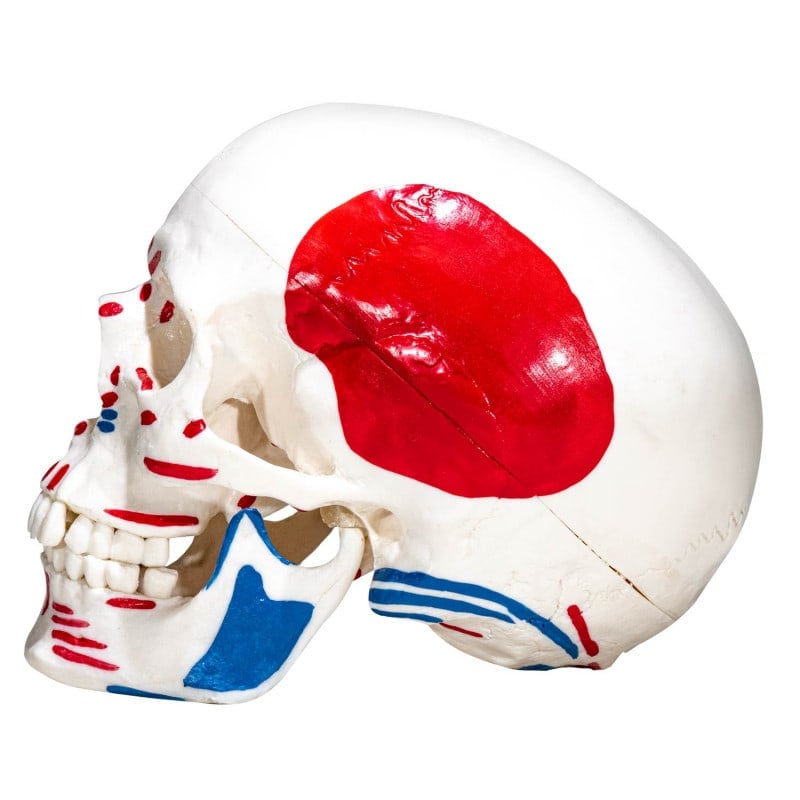 Skull Model with Painted Muscles Medvana UK