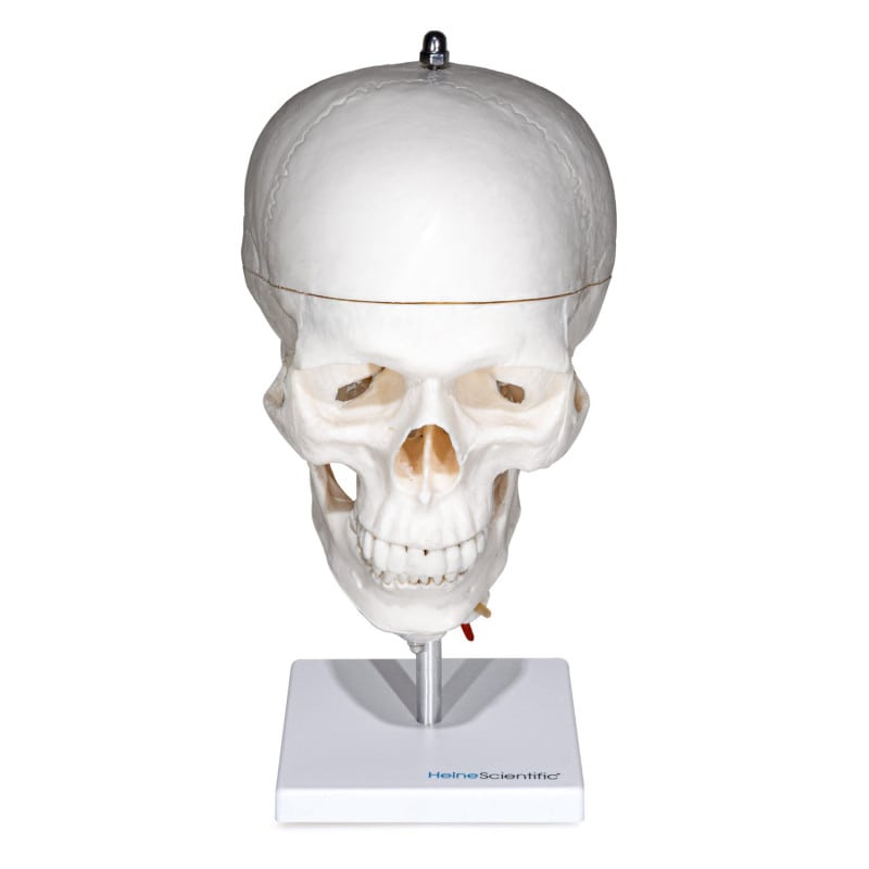 Human Skull with Cervical Spine Medvana UK
