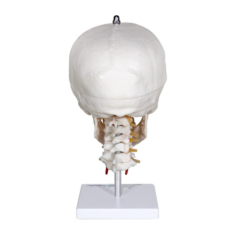 Human Skull with Cervical Spine Medvana UK