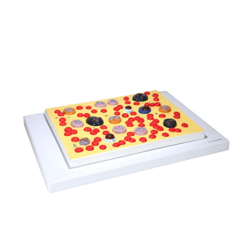 Model of Human Blood Cells Medvana UK