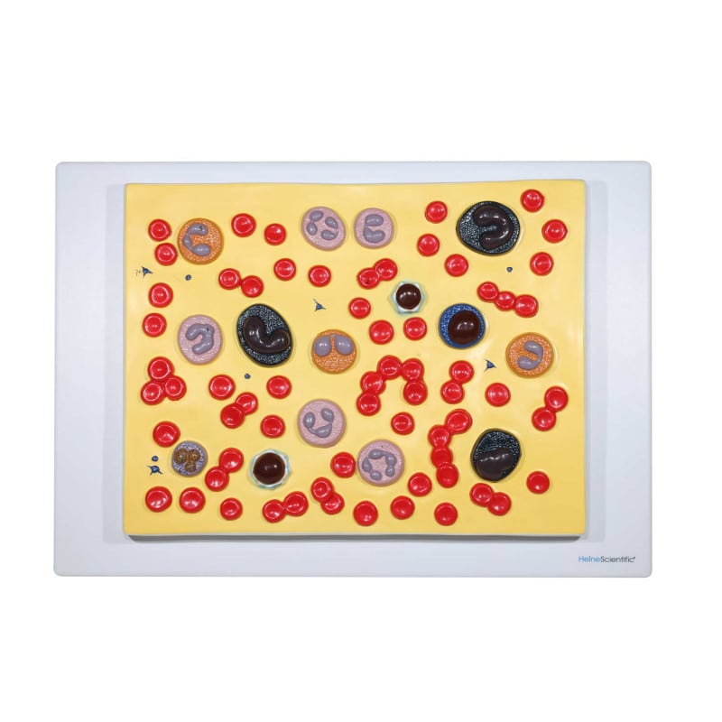 Model of Human Blood Cells Medvana UK