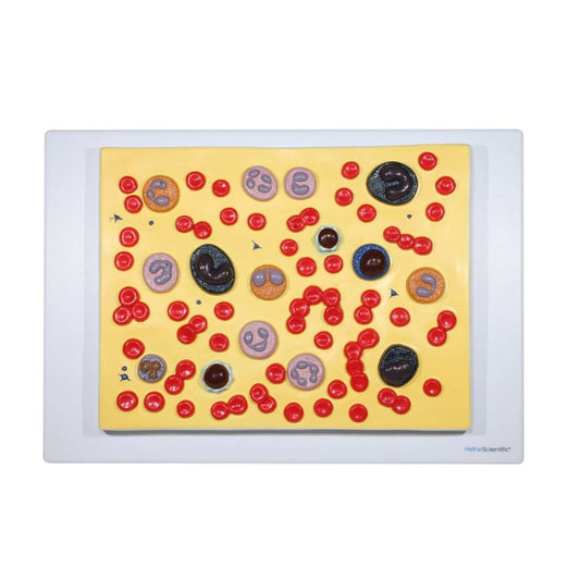 Model of Human Blood Cells Medvana UK