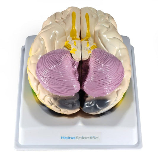 Brain with Functional Areas Medvana UK