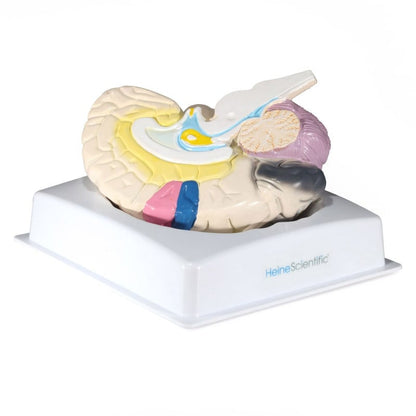 Brain with Functional Areas Medvana UK