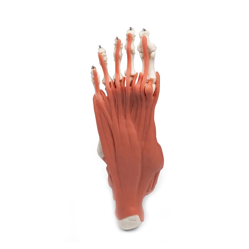 Foot Skeleton with Muscles and Tendons Medvana UK