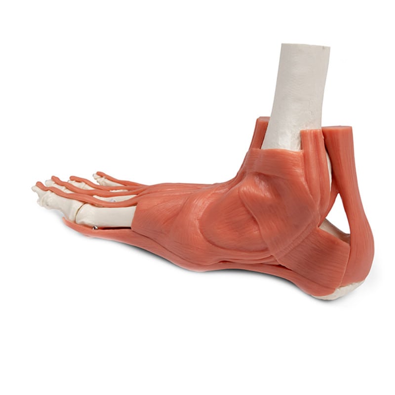 Foot Skeleton with Muscles and Tendons Medvana UK