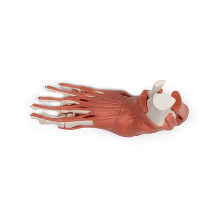 Foot Skeleton with Muscles and Tendons Medvana UK
