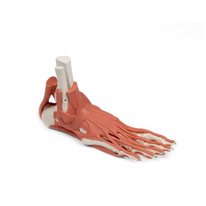 Foot Skeleton with Muscles and Tendons Medvana UK