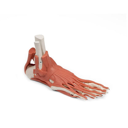 Foot Skeleton with Muscles and Tendons Medvana UK