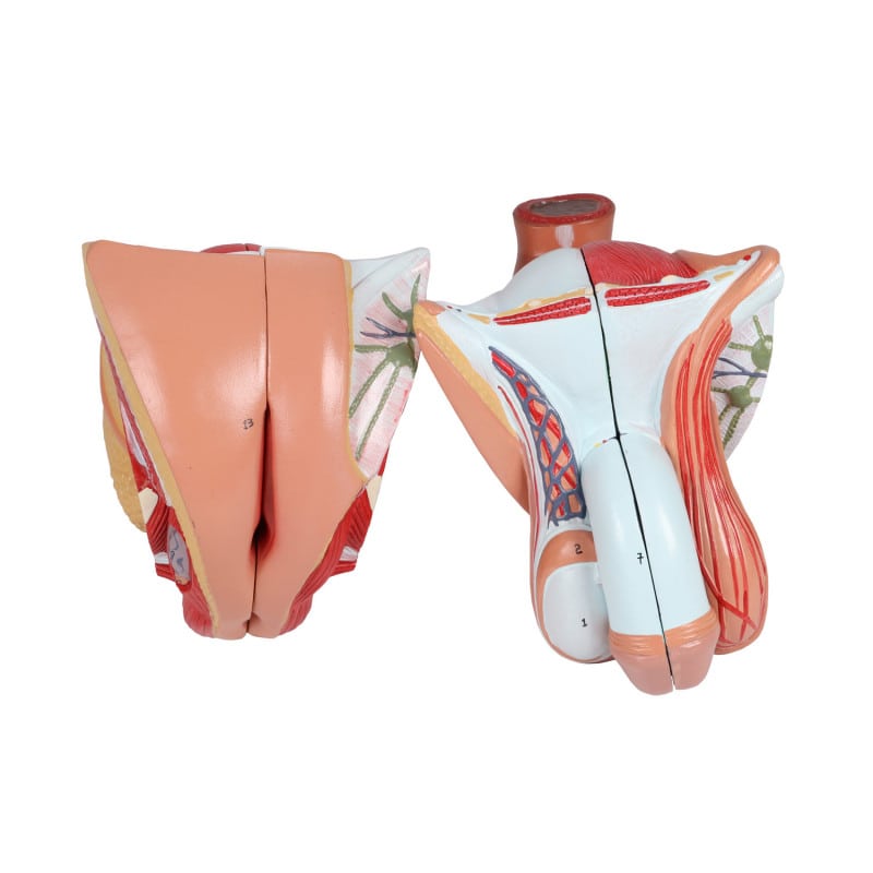 Bisexual Torso with Open Back, 28-Part Medvana UK