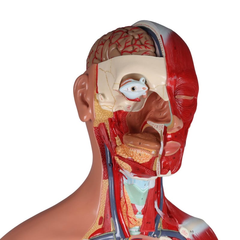 Bisexual Torso with Open Back, 28-Part Medvana UK