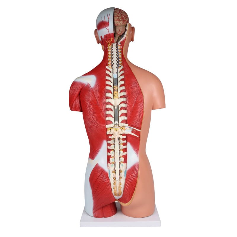 Bisexual Torso with Open Back, 28-Part Medvana UK