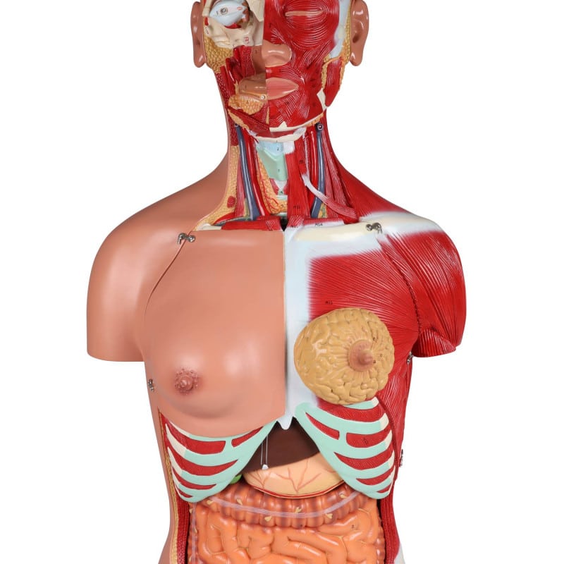 Bisexual Torso with Open Back, 28-Part Medvana UK