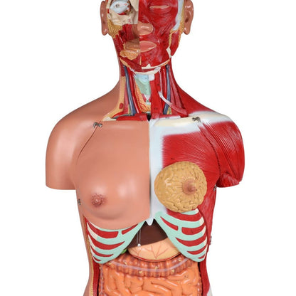 Bisexual Torso with Open Back, 28-Part Medvana UK