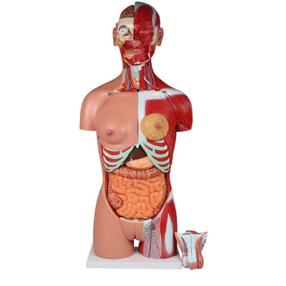 Bisexual Torso with Open Back, 28-Part Medvana UK