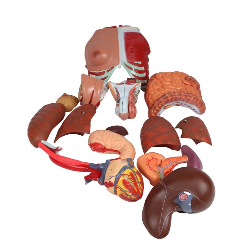 Bisexual Torso with Open Back, 28-Part Medvana UK