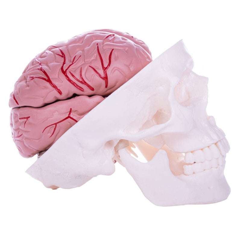 Skull Model with Brain Medvana UK