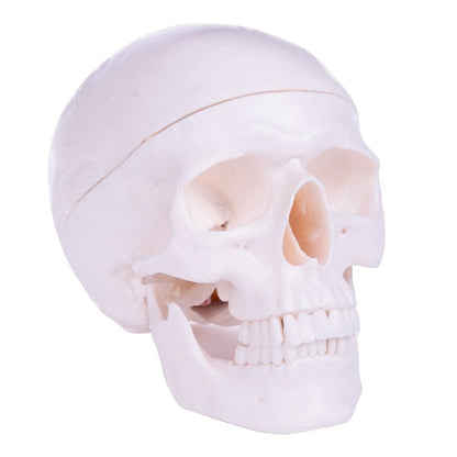 Skull Model with Brain Medvana UK