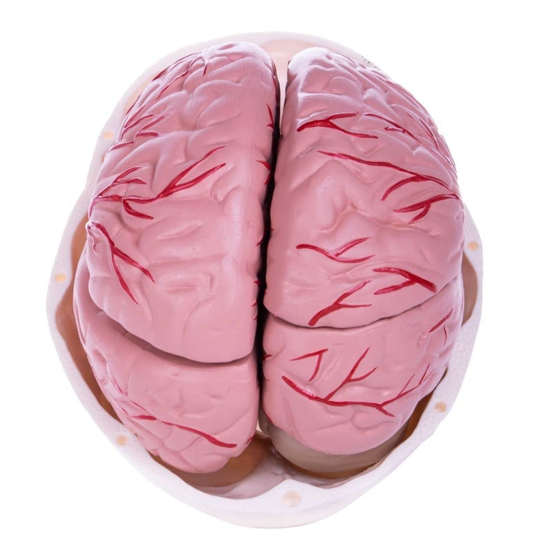 Skull Model with Brain Medvana UK