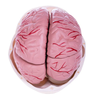 Skull Model with Brain Medvana UK