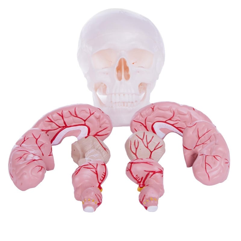 Skull Model with Brain Medvana UK