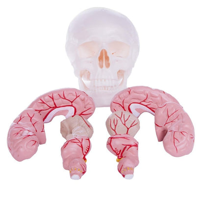 Skull Model with Brain Medvana UK
