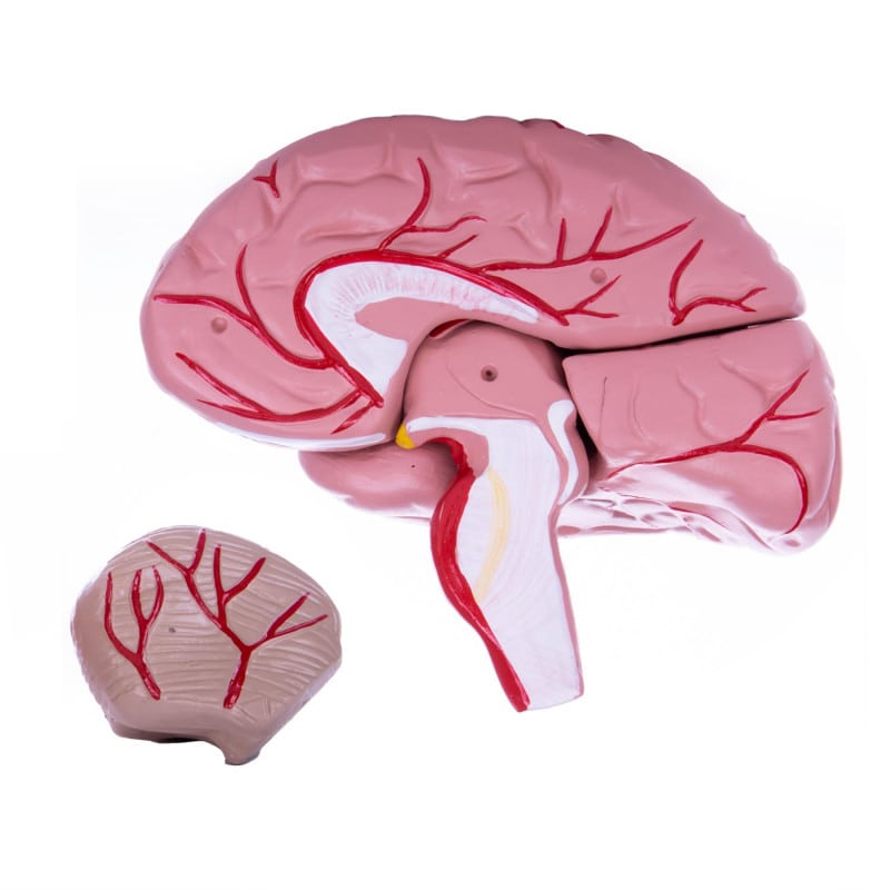 Skull Model with Brain Medvana UK