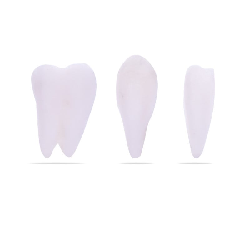 Skull Model with Brain Medvana UK