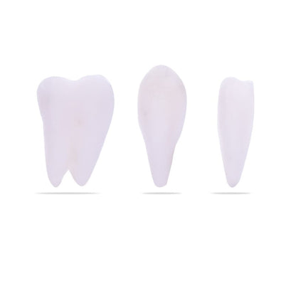 Skull Model with Brain Medvana UK